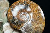 Massive Ammonite Cluster - Wide #8969-3